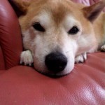 愛犬　もも太