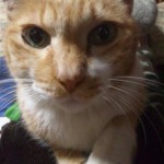 小福ちゃん