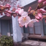 庭の桜