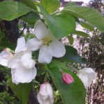 姫リンゴの花