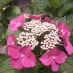 額紫陽花
