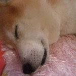 もも太